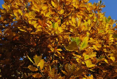 Quercus macranthera - dub velkokvětý - podzimní listy